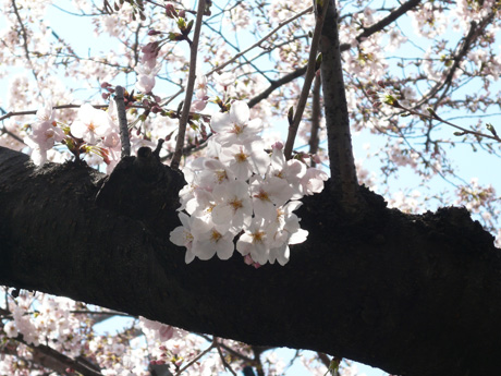クリーニング屋さんの桜