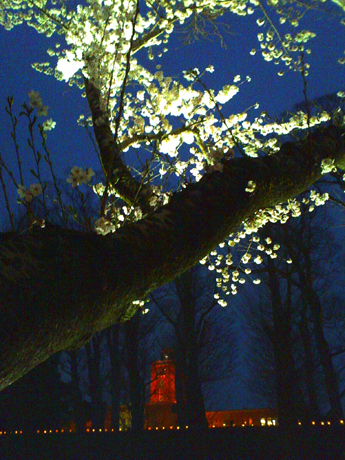 お堀の桜と旧県庁