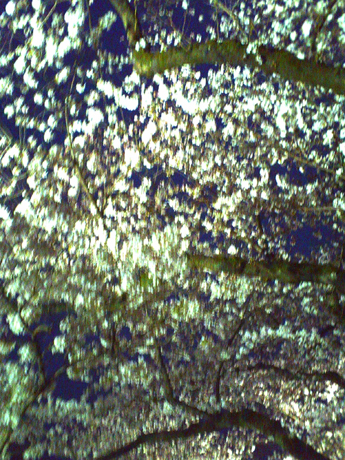 満開の桜のライトアップ