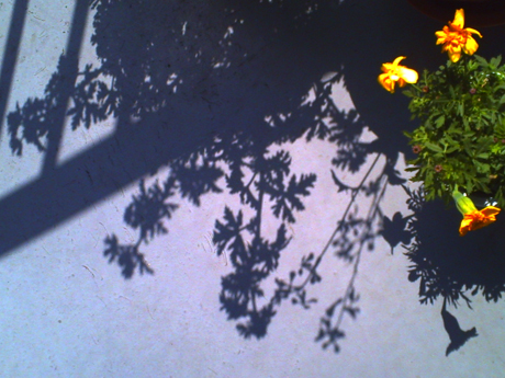 鉢植えの影