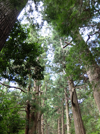 熊野古道の杉