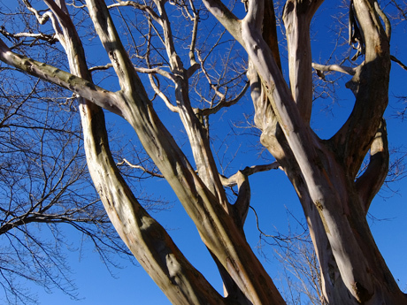 青空と木の幹