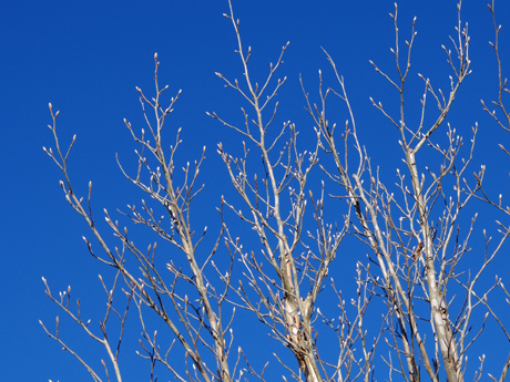 青空と冬の木