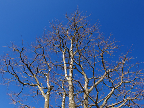 青空と冬の木