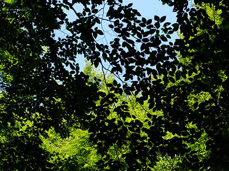 美人林のブナ葉