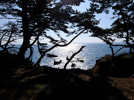 岩井崎の松と海