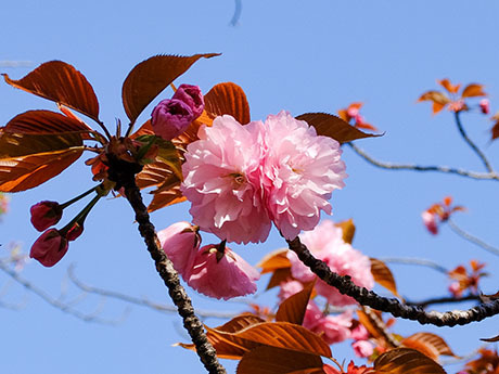 青空とピンクの桜