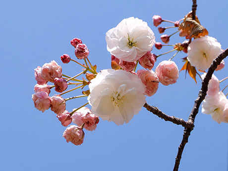 青空と八重桜